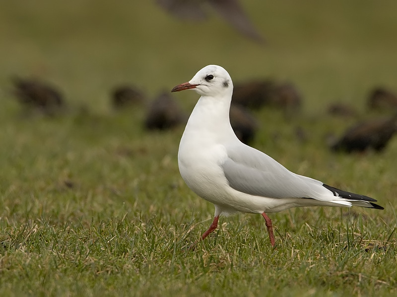 Larus ridibundus Kokmeeuw Black-headed Gull